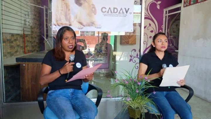 Activistas presentan iniciativa para garantizar la protección legal de los animales