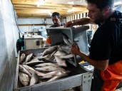 Scientists race to save dwindling Lake Michigan whitefish