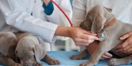 Campaña veterinaria para este viernes 29 de agosto: conoce los requisitos y qué servicios están disponibles
