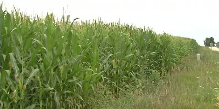 Nearly half of Iowa corn at the dent stage