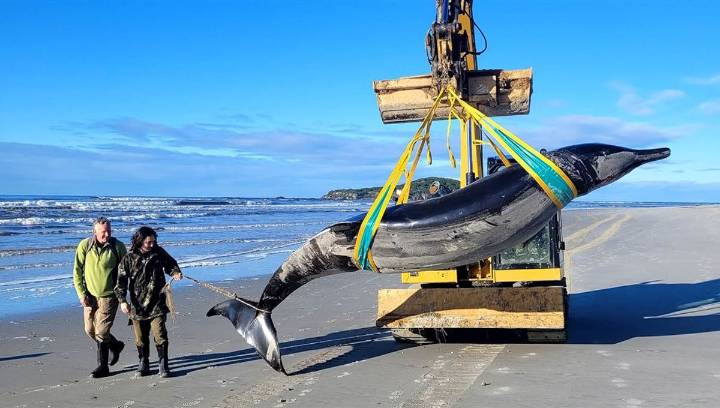 Nobody Has Ever Seen Alive The Rarest Whale On Earth
