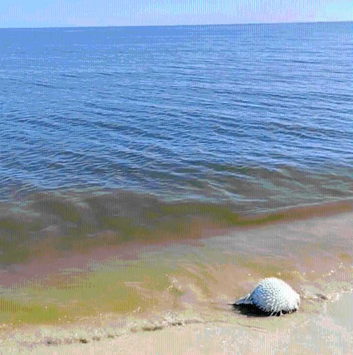 Marea roja en Yucatán: hay alga tóxica en la zona Chuburná-Sisal y hasta zona muerta, sin oxígeno, en el mar