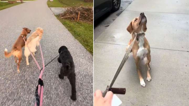 Florida Woman Adopts Dog For Only $10, Then Learns His Shocking Habit During Walks