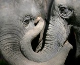 La población mundial de elefantes cae a 400.000 ejemplares, advierte WWF España