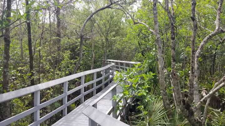 Urban oasis: Fern Forest is ideal for nature walks & entry is free