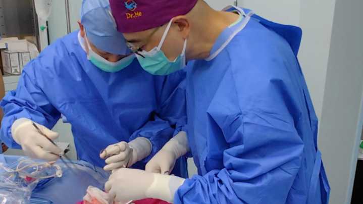 Realizan el primer trasplante de pulmón de cerdo a un humano en muerte cerebral