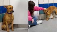 Fearful Dog Spends 2 Years Hiding In Kennel At New York Shelter Before Someone Amazing Shows Up