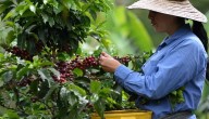 Ecosistema Cafetero: la apuesta de Davivienda para suplir necesidades de productores