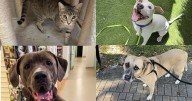 These are WPTV's 'Underdogs' of the week that are up for adoption!