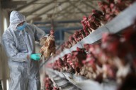 China bans Spanish poultry imports due to bird flu