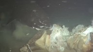 Inédito: científicos graban por primera vez a tiburones dormilones en Mar de...