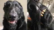 Woman Adopted The Sweetest Dog Only To Realize Something Surprising About Him
