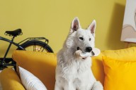 Dear Abby: Is there a polite way to tell in-laws I’m not comfortable in their slobbery, stinky, dog