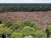 Nuevo fondo global busca frenar la tala con pagos de cuatro dólares por hectárea de selva