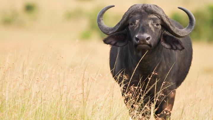 Asher Watkins death: Dallas, Texas executive killed by buffalo on safari hunt