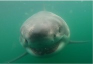White shark tagged in Cape Cod Bay for 1st time in research history