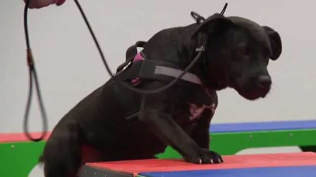 From abuse to hope: Dog rescued in animal abuse case in Meade County now up for adoption
