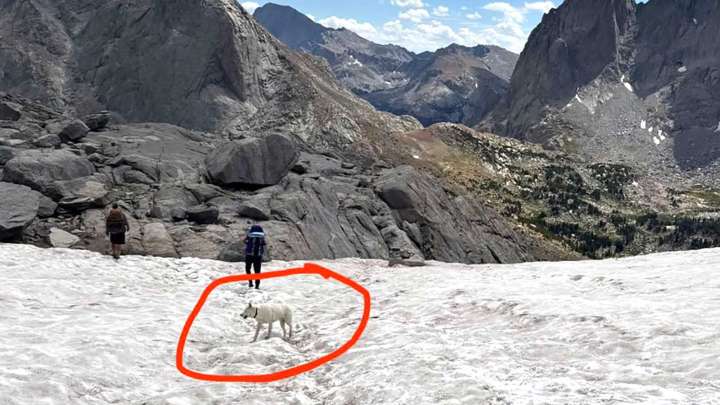 People Keep Seeing Cheyenne Dog Lost In Wind River Mountains, But Can’t Catch Him