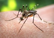 Second West Nile virus mosquito pools in Orange County
