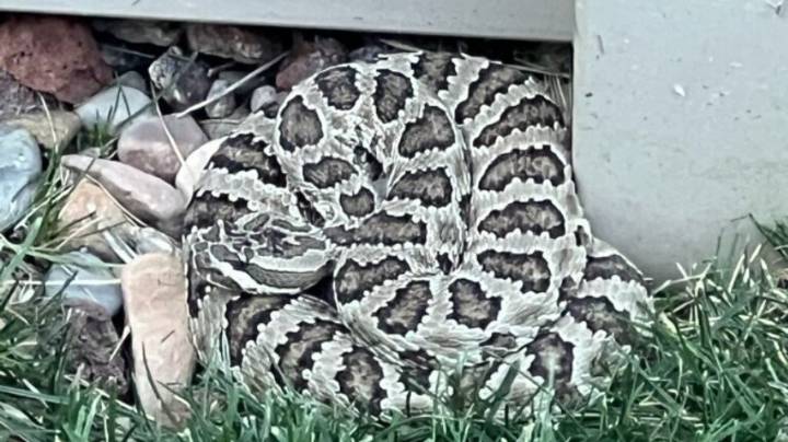 caution urge after multiple rattlesnakes spotted in Draper