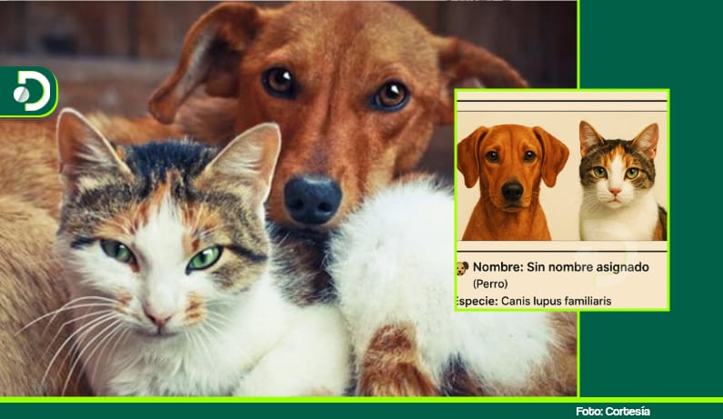 “Cédula animal”: proyecto de ley busca identificar y proteger a todos los perros y gatos del país