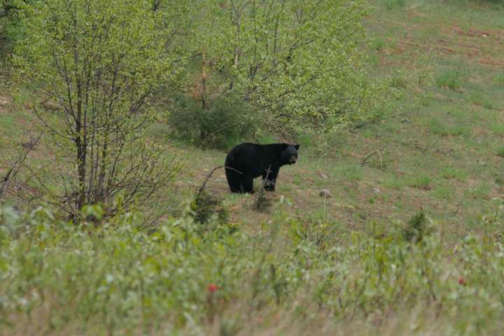 Despite 'good practices' bear makes repeated visits to Glacier National Park camps