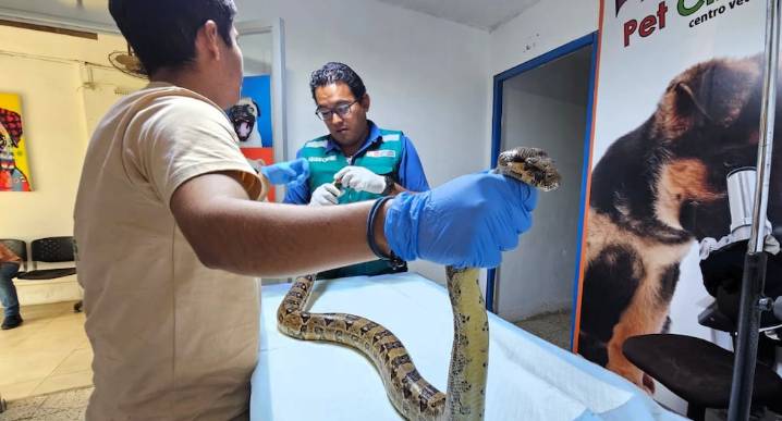 Piura: Serfor rescata a boa en Huancabamba