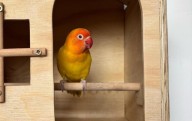 ¡Ayúdanos a encontrar a Kusí! Loro se perdió en Jesús María