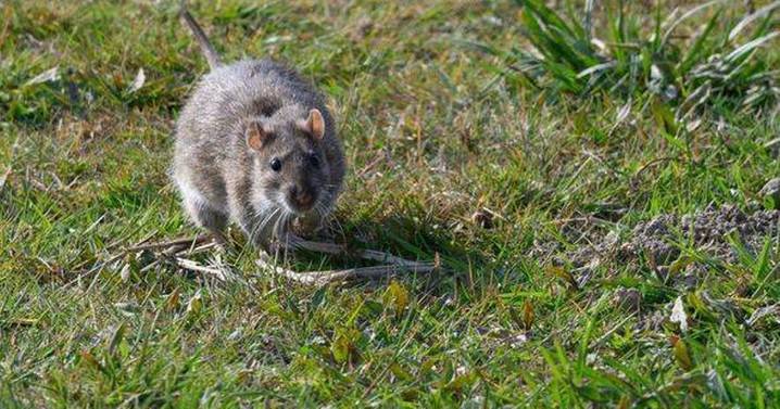 Rats will flee your garden if you use one particular kitchen item they hate