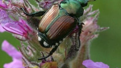 Japanese beetles attacking your garden? Here's how to protect it