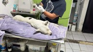 Solicitará IMPA que ICATMI adopte a perro agredido por Policía Auxiliar