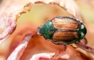 Destructive beetles multiply in Central WA; state tries new treatment