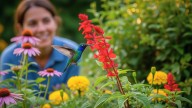 Colibrí: cómo atraer estas aves a tu jardín con una receta muy sencilla