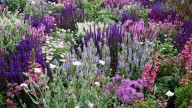 24 Ornamental Sage Varieties To Consider For Your Space