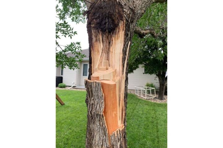 Trees damaged in recent storms may or may not survive