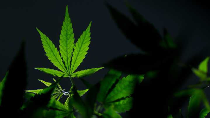 How AZ cops plan to get better at spotting marijuana