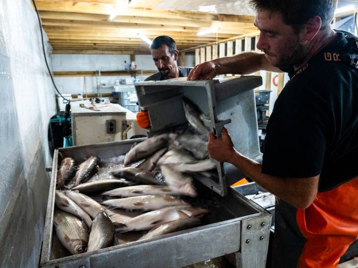 Scientists race to save dwindling Lake Michigan whitefish