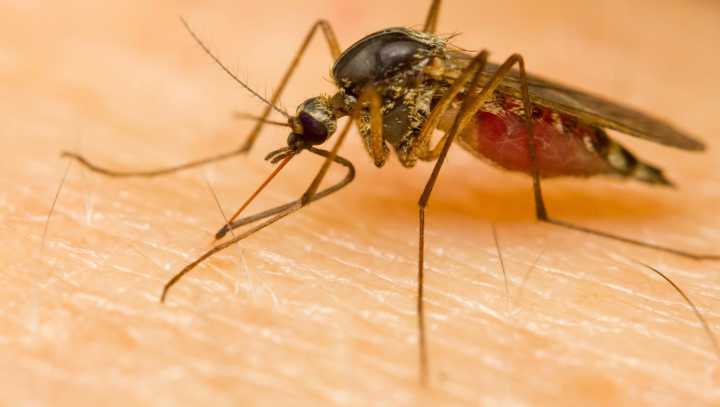 West Nile virus found in mosquitoes in Greenwood Lake