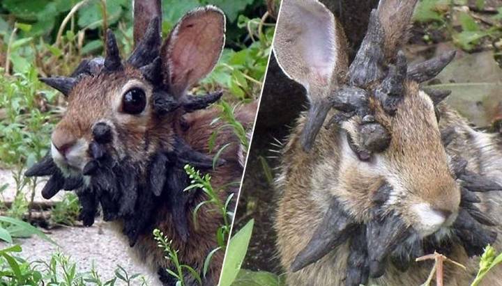 Raros conejos con "cuernos" son vistos en EE.UU: piden no acercarse a ellos