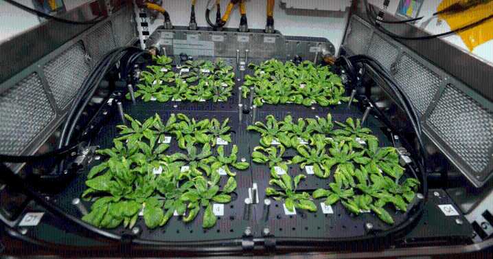 ¿La comida del futuro? Así es la primera ‘granja’ espacial de alimentos que desarrolla la NASA para los astronautas