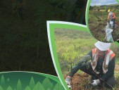 Sembrando futuro: más vida para la vereda Medio Afán de Mocoa Putumayo