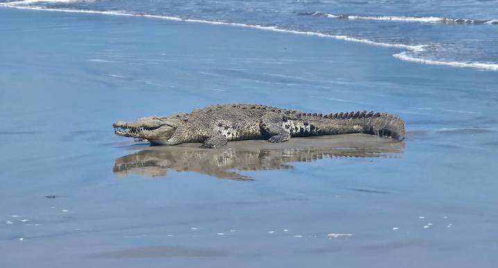 Tumbes: Cocodrilo de casi dos metros sorprende a bañistas en playas |