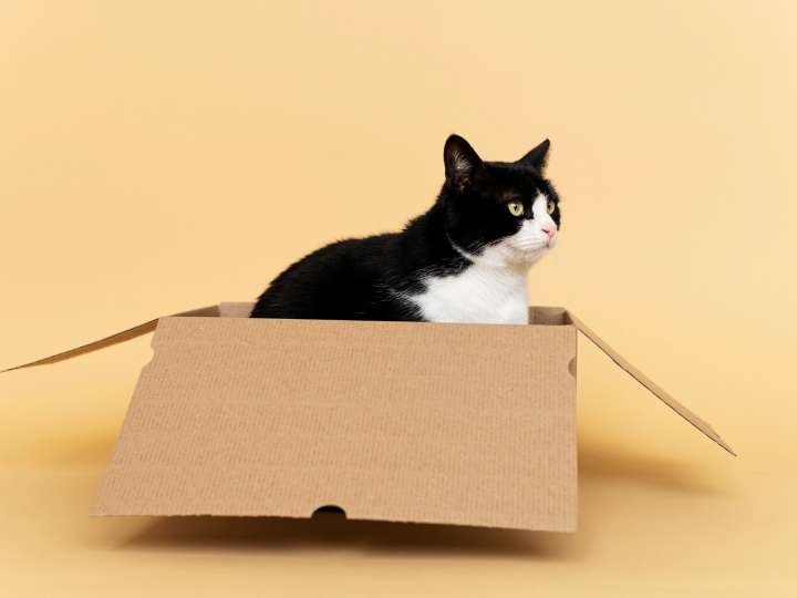 Cómo reconocer signos de autismo en tu gato