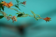 Sus beneficios. La planta llena de propiedades curativas que ayuda a bajar el azúcar de la sangre y mejora la respiración