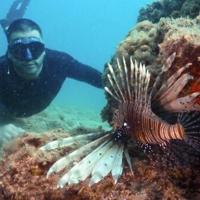 With waters at 32C, Mediterranean tropicalisation shifts into high gear