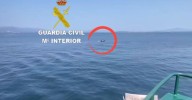 Vídeo | Tres orcas rompen el timón de un velero en la Ría de Arousa