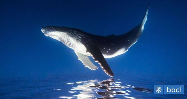 Alertan grave amenaza para la ballena azul en Chiloé por contaminación y tráfico marítimo