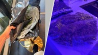 Man intercepts parcel of marijuana shipped to his West Hollywood business