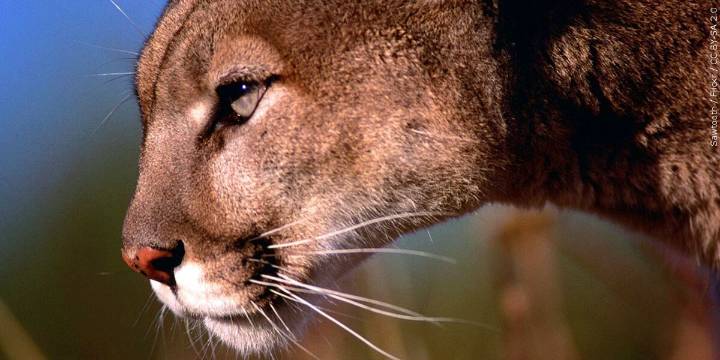 Corvallis Police receive more reports of cougar sightings