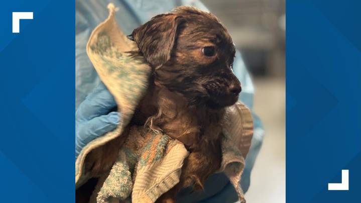 First-of-its-kind clinic in central Ohio is saving puppies from deadly parovirus